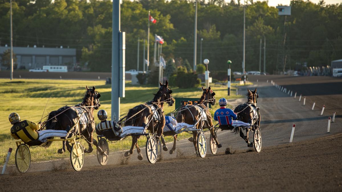 Influence de l'équipement sur la performance du cheval de course